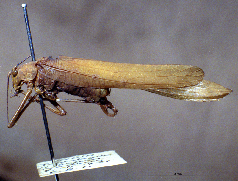 CollectionObject 1503854; 6a07d220-e212-4d77-8545-6b92ecffdf3e: male, lateral view (holotype). (CollectionObject).