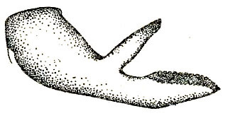 Ancylecha fenestrata (Fabricius, 1793): Pl. XI, Fig. 20 (Sandakan, Borneo). male cercus, dorsal view. (Otu).