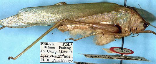CollectionObject 1517258; d18df369-4fee-4421-b067-08ca0915dcdc: male, lateral view (holotype). (CollectionObject).