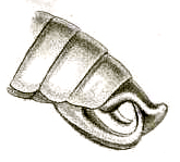 Elbenia (Elbenia) tenera Brunner von Wattenwyl, 1878: Pl. XVIII, Fig. 42a. male abdomen tip, lateral view (previously Synonym Elbenia triangularis). (Otu).