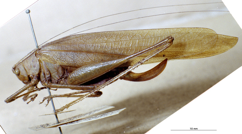 CollectionObject 1503386; MBBJ 3226106, 57937819-7415-45ad-b61a-b23d3cc33b87: female, lateral view. (CollectionObject).