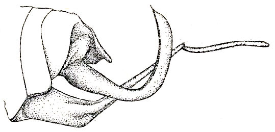 Pseudopsyra (Pseudopsyra) mirabilis Hebard, 1922: Pl. XIII, Fig. 16 (after type). male abdomen tip, lateral view. (Otu).
