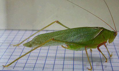 Sinochlora longifissa (Matsumura & Shiraki, 1908): male, lateral view. (Otu).