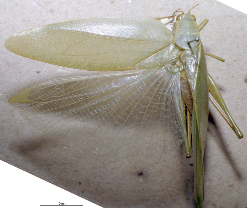 CollectionObject 1503418; MBBJ 3226123, 711dcce2-18ba-446e-a1e0-a03ca65e4349: male, dorsal view. (CollectionObject).