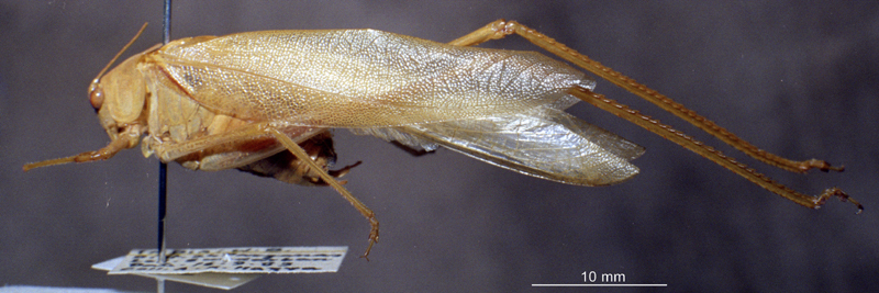 CollectionObject 1503860; 50e1d9ba-005b-4555-8386-4a72594daa96: male, lateral view (holotype). (CollectionObject).