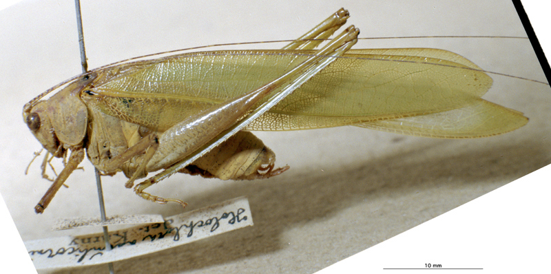 CollectionObject 1503368; MBBJ 3226082, 440630e2-0be7-4254-ab3d-1936293dbdf3: male, lateral view. (CollectionObject).