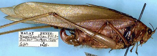 CollectionObject 1517522; f75c4ad5-8771-492e-a9cf-3abeb5f1da70: female, lateral view (holotype). (CollectionObject).