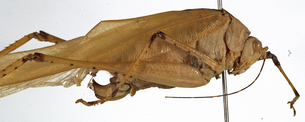 CollectionObject 1529802; 9bb7966a-b98a-46a3-bd0d-475b3f65c69c: female, lateral view (holotype). (CollectionObject).