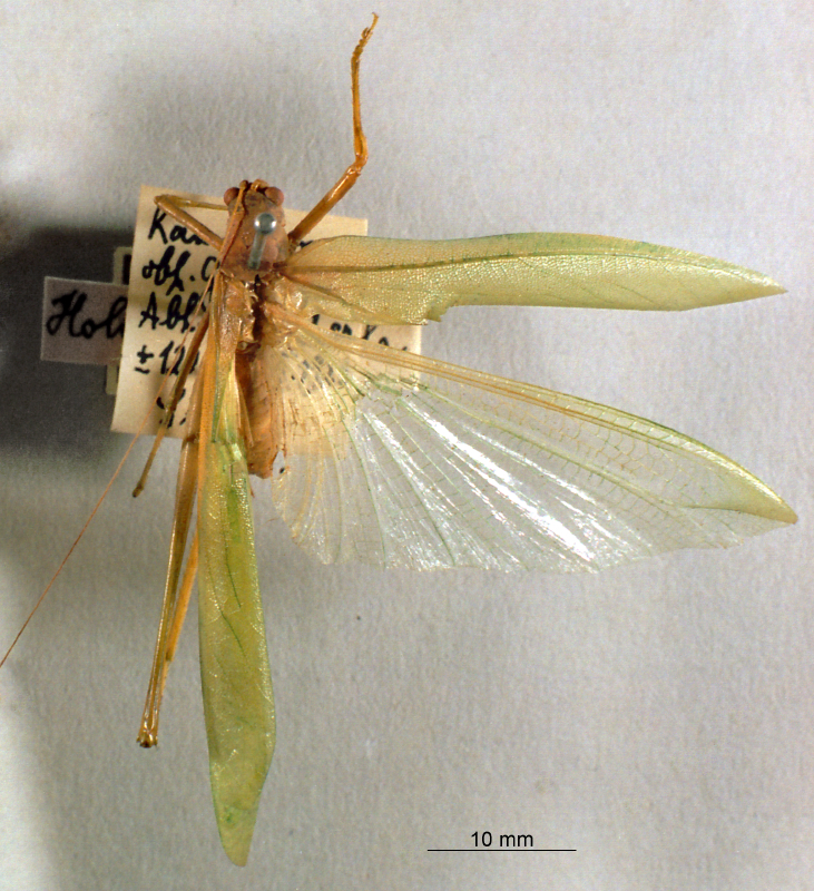 CollectionObject 1516314; 10202b26-1177-4e11-bf3a-f2b046996e66: male, dorsal view (holotype). (CollectionObject).