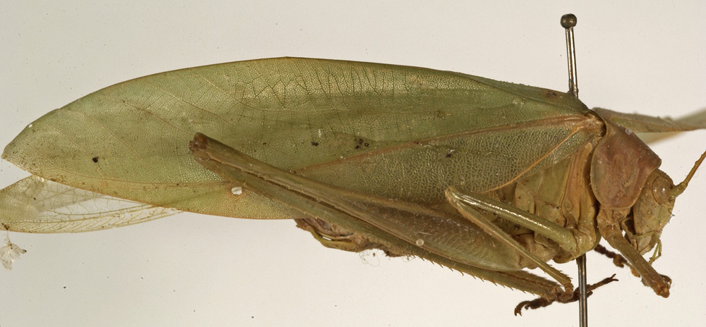 CollectionObject 1529803; 18050925-d62b-488a-bb4f-46332dfbeb21: female, lateral view (holotype). (CollectionObject).
