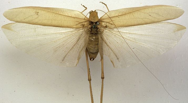 CollectionObject 1505922; 04b859e1-2bfe-4c69-b381-8c77a144a48e: male, dorsal view (syntype?). (CollectionObject).