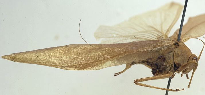 CollectionObject 1505923; 75a5660e-0e89-4634-89d2-d8f56ca86867: male, lateral view (holotype). (CollectionObject).