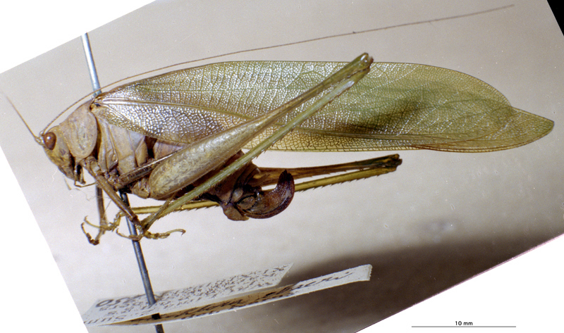Holochlora ebneri Karny, 1926: female, lateral view (syntype). (Otu).