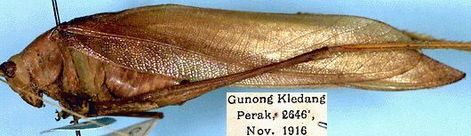 CollectionObject 1517523; 60e17994-3cbf-4974-ae27-d66e428b4e47: male, lateral view (syntype). (CollectionObject).