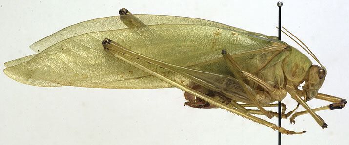 CollectionObject 1505924; cd3b160d-f9fb-447c-83c1-0b78590b16ec: male, lateral view (syntype). (CollectionObject).