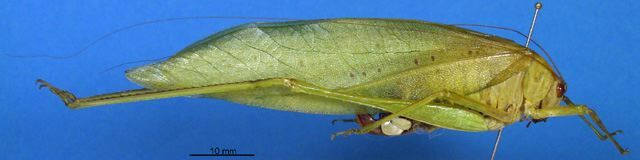 CollectionObject 1521381; 7f0cf71d-4181-4f6b-8af2-31c2f3b90ffc: female, lateral view (holotype). (CollectionObject).