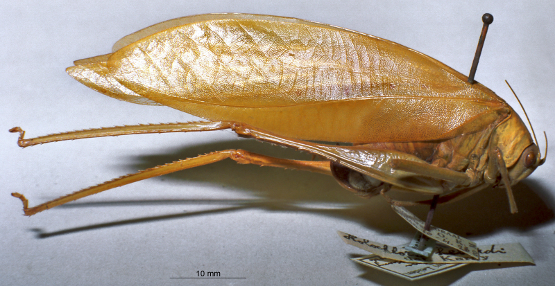 CollectionObject 1516315; af106a3c-716c-4134-a367-ed3a3db63f9b: female, lateral view (holotype). (CollectionObject).