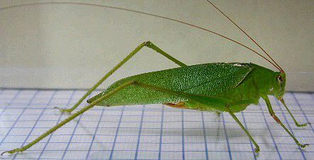 Holochlora japonica Brunner von Wattenwyl, 1878: male, lateral view. (Otu).