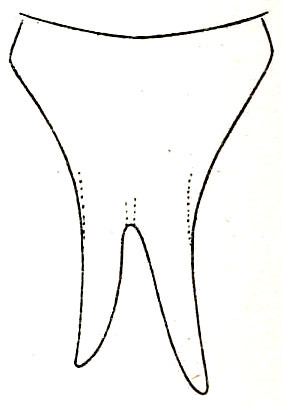 Holochlora javanica Brunner von Wattenwyl, 1878: Pl. XIV, Fig. 4 (asymetrical on original plate). ventral outline of female subgenital plate. (Otu).