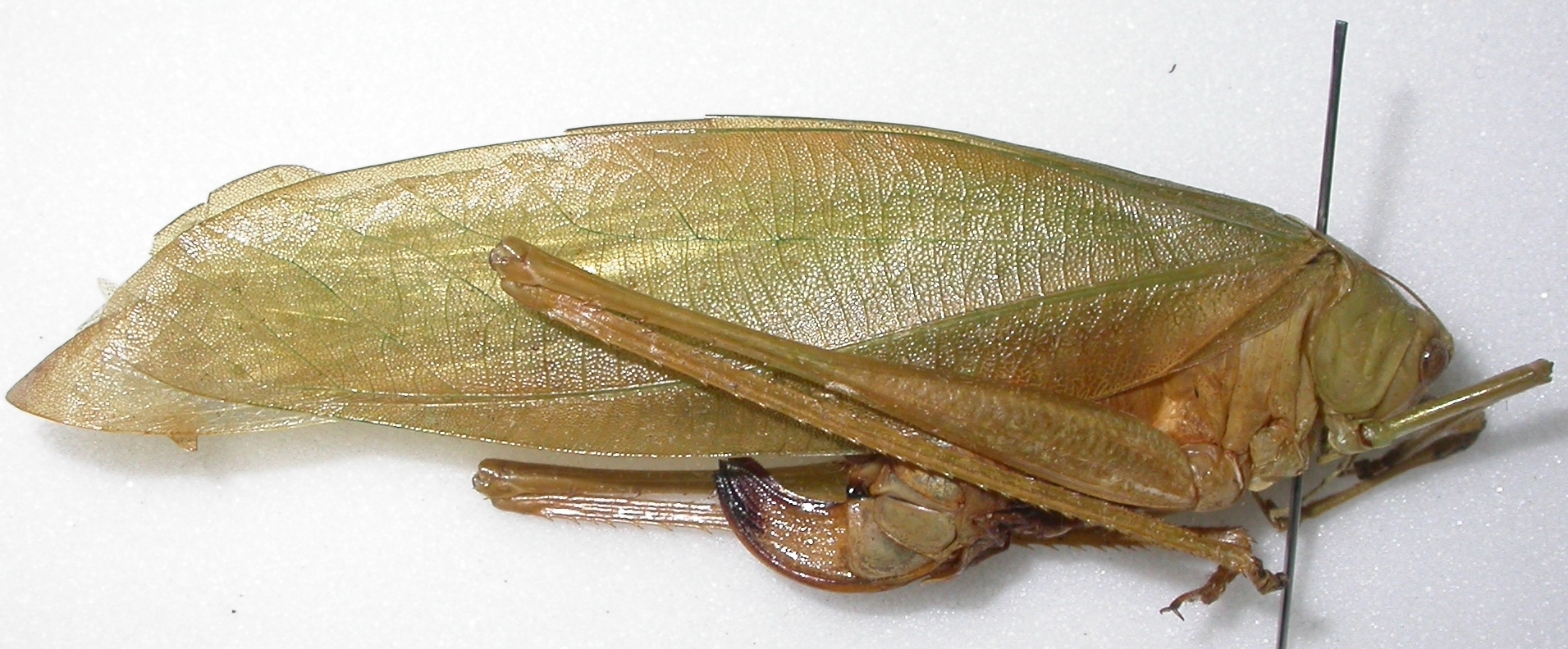 CollectionObject 1536388; 5db6df17-62e0-49d6-83f3-9d3e22d77af6: female, lateral view (holotype). (CollectionObject).