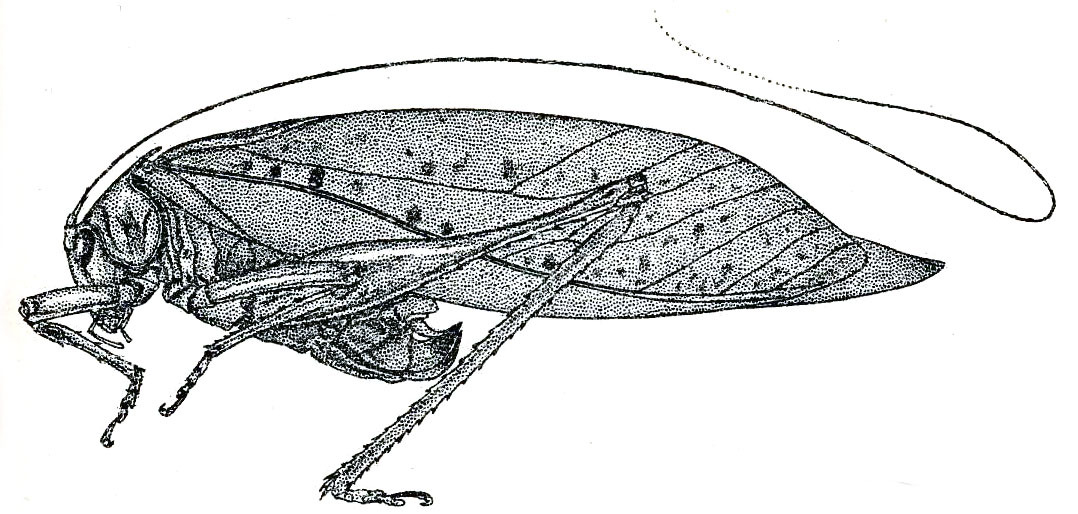 Holochlora maxima Hebard, 1922: Pl. XII, Fig. 5 (after type). female (tegmina length 63.9 mm). (Otu).