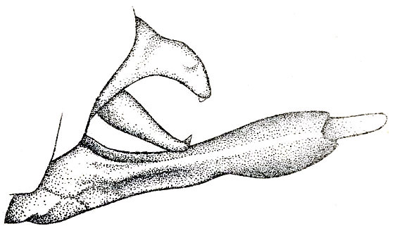 Holochlora mindanao Hebard, 1922: Pl. XIII, Fig. 20 (after type). male abdomen tip, lateral view. (Otu).