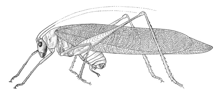 Holochlora prasina Rehn, 1909: Fig. 16 (after type). male habitus (tegmina length 38 mm). (Otu).
