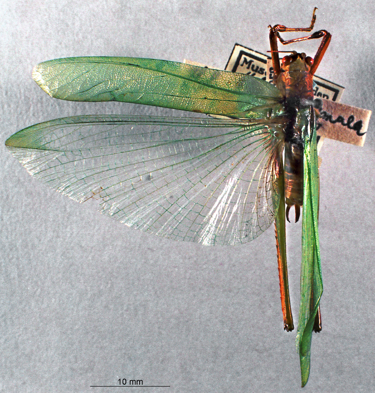 CollectionObject 1516209; d7598462-0a9d-4827-b011-92038a5639e6: male, dorsal view (syntype). (CollectionObject).