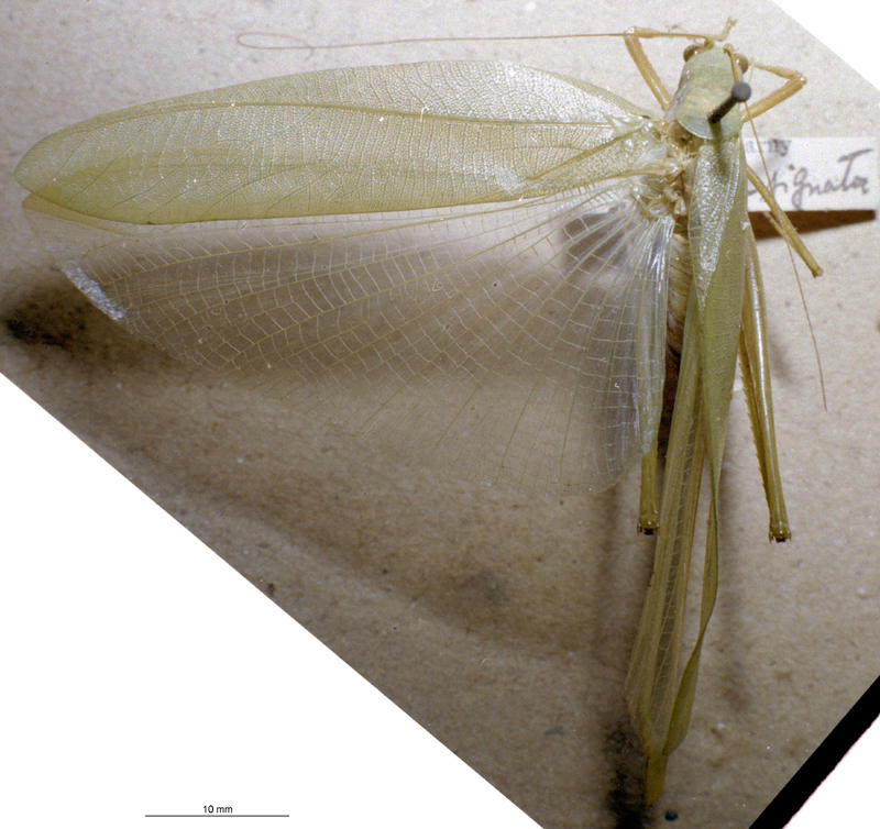 CollectionObject 1534687; MZPW 3226081, 857d9b8e-6eba-4dd0-b827-7cc575a324b4: female, dorsal view. (CollectionObject).