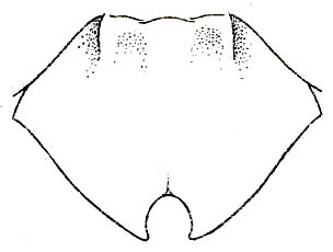 Holochlora signata signata Brunner von Wattenwyl, 1891: Pl. XIII, Fig. 23. outline of female subgenital plate. (Otu).