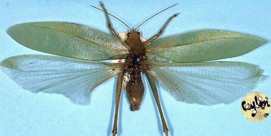 CollectionObject 1517521; c0ccf886-7b4e-42e7-8593-9e3aea3bd803: male, dorsal view (holotype). (CollectionObject).