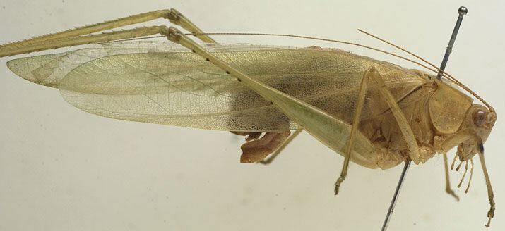 CollectionObject 1505920; 5254848f-8318-4735-8950-07d441630cfc: male, lateral view (holotype). (CollectionObject).