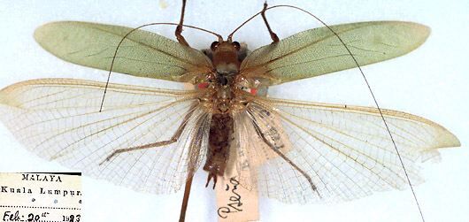 CollectionObject 1517359; 31bc89a7-8e16-4b35-a578-e8e79644c504: male, dorsal view (holotype). (CollectionObject).