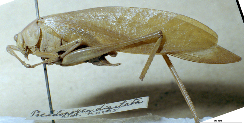 CollectionObject 1503407; MBBJ 3226134, 688f4730-0496-42d9-a096-317839014400: male, lateral view. (CollectionObject).