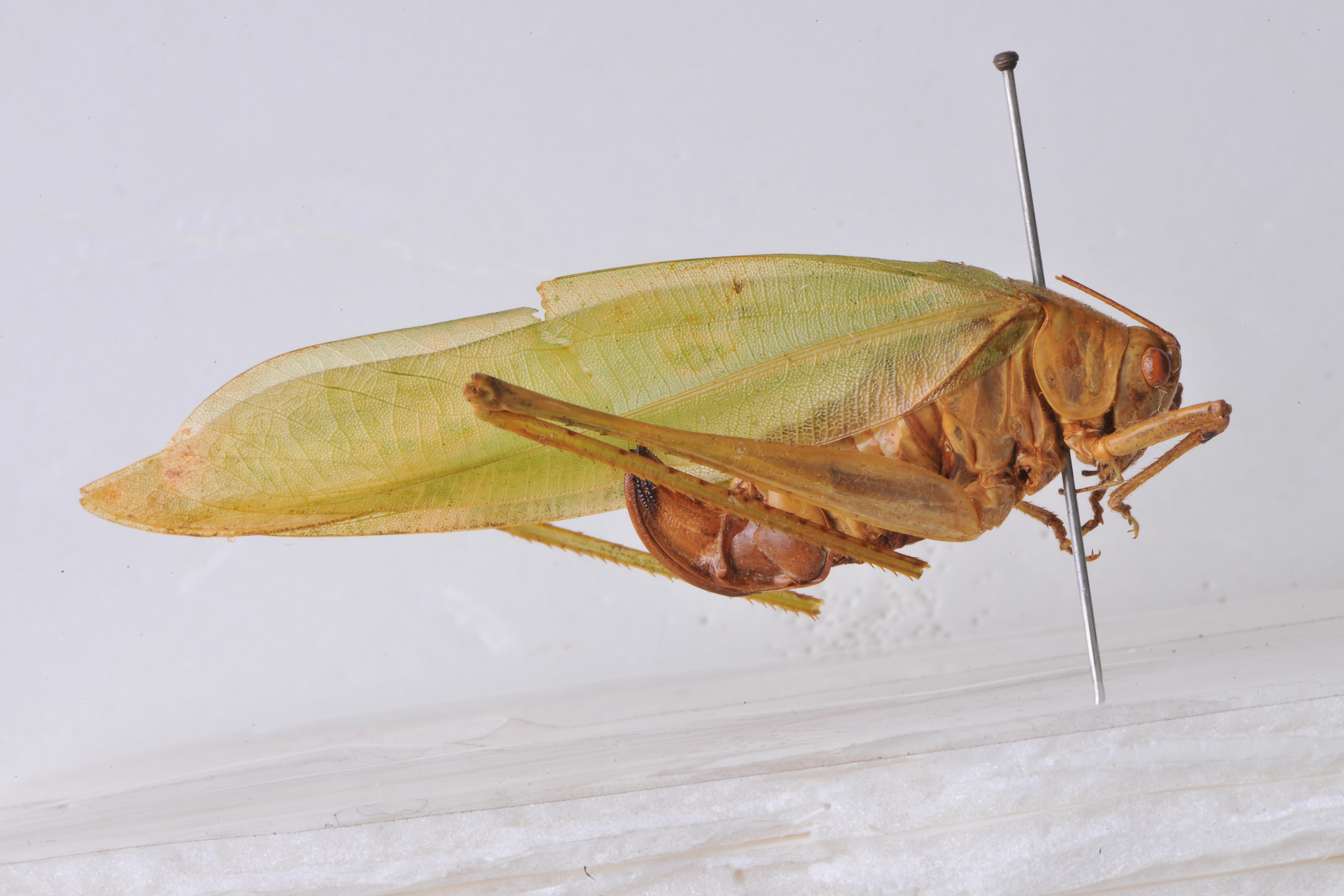 Holochlora cephalica Liu, Liu & Kang, 2008: female, lateral view (paratype). (Otu).