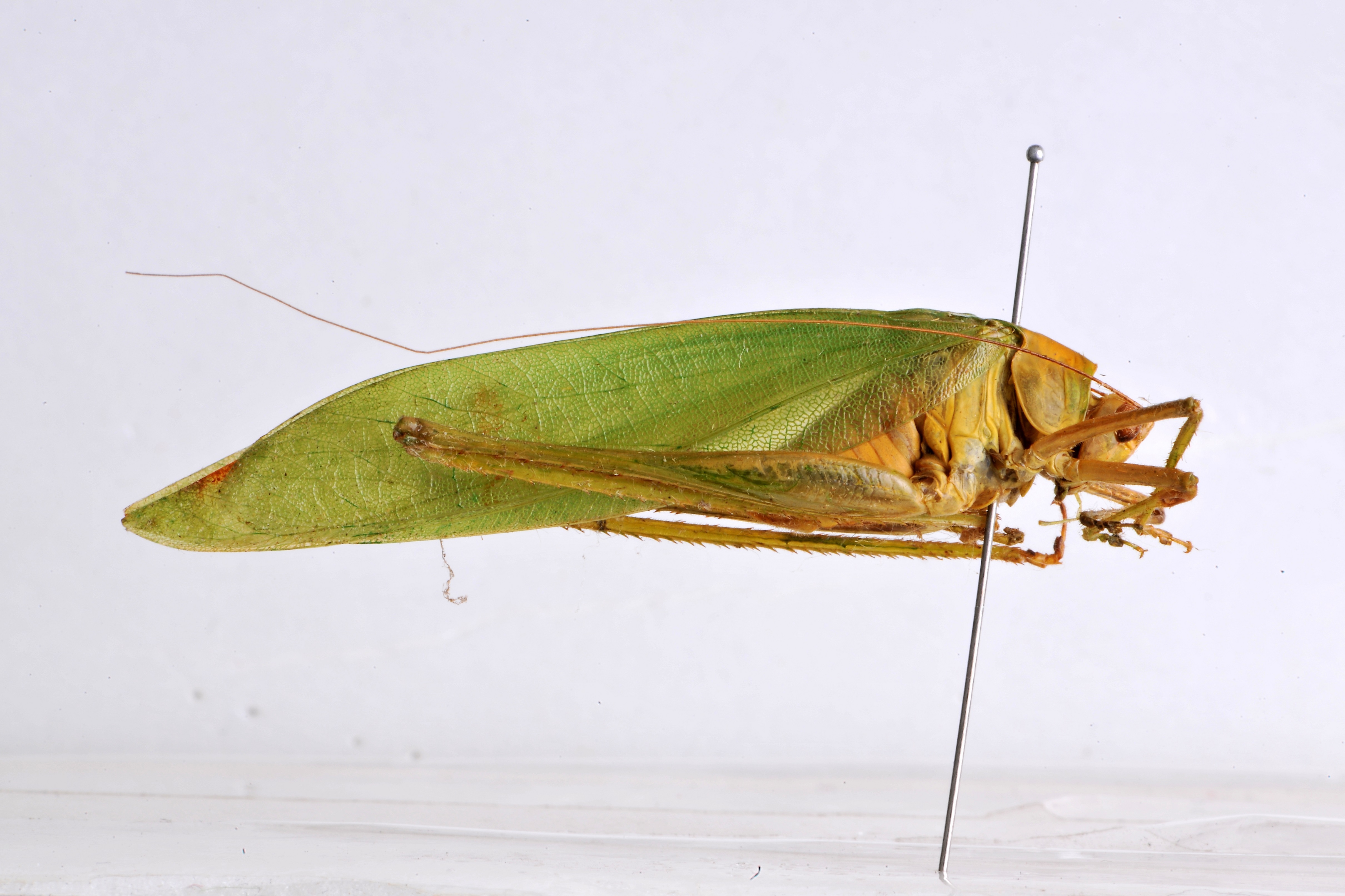 Holochlora allovenosa Liu, Liu & Kang, 2008: lateral view (paratype). (Otu).