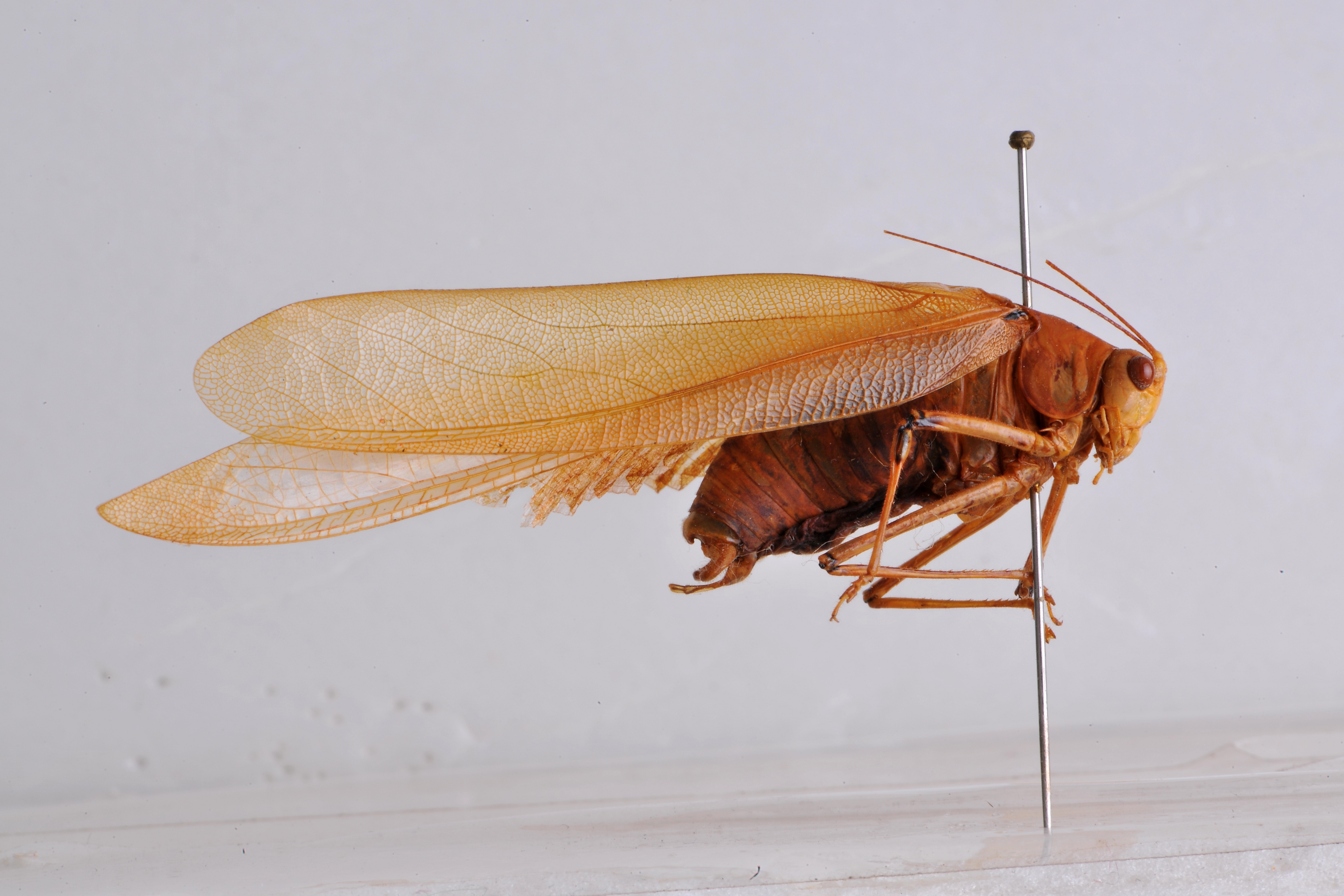 CollectionObject 1543942; b6dcdf85-73b5-4ae5-9407-316d659e449a: male, lateral view (holotype). (CollectionObject).