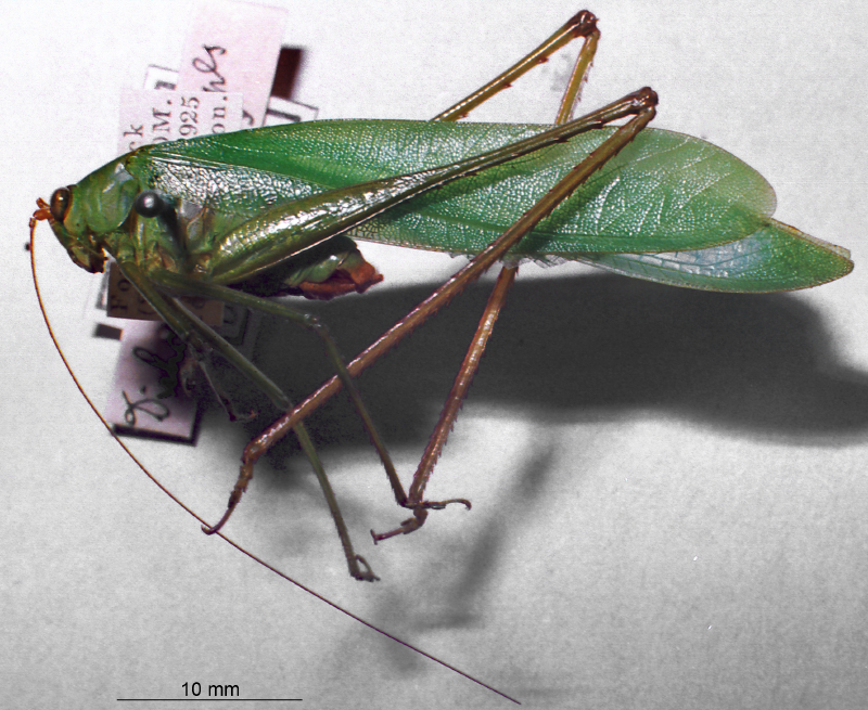 CollectionObject 1516548; NNM 3225954, be8f4fce-755c-4f3a-a3ab-644becae7706: male, lateral view (syntype). (CollectionObject).