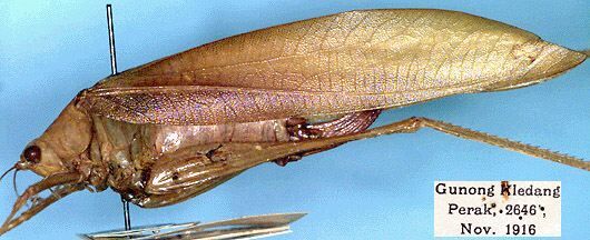 CollectionObject 1517529; b638c20c-7c68-4ed7-8ca2-8c4d6a1c2ed6: female (syntype). (CollectionObject).