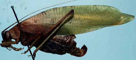 Ruidocollaris convexipennis (Caudell, 1935): female, lateral view (allotype). (Otu).