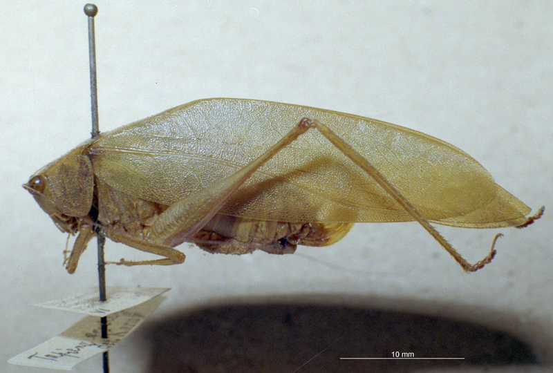 CollectionObject 1503376; MBBJ 3226097, 8691ec37-1efc-4864-bda7-7d0d1c1a0f29: female, lateral view. (CollectionObject).