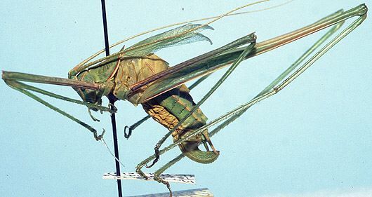 Arethaea ambulator Hebard, 1936: female (allotype). (Otu).