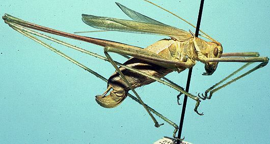 Arethaea arachnopyga Rehn & Hebard, 1914: female (allotype). (Otu).