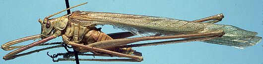Arethaea brevicauda (Scudder, 1900): male (allotype). (Otu).