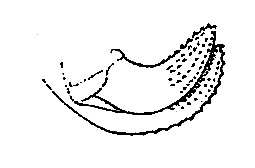 Arethaea constricta constricta Brunner von Wattenwyl, 1878: Pg. 106, Fig. 32 [as A. gracilipes constricta]. female ovipositor. (Otu).