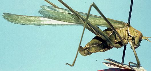 Arethaea grallator (Scudder, 1877): female (allotype). (Otu).