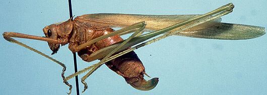 Arethaea mescalero Hebard, 1936: female (allotype). (Otu).