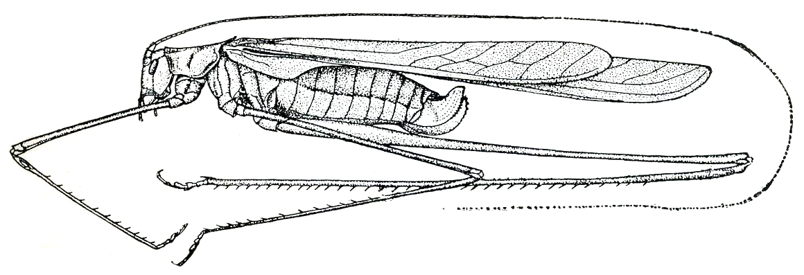 Arethaea phalangium (Scudder, 1877): Fig. 151 (after R. & H.). female habitus (tegmina 31-36 mm, hind femora 36-40 mm). (Otu).