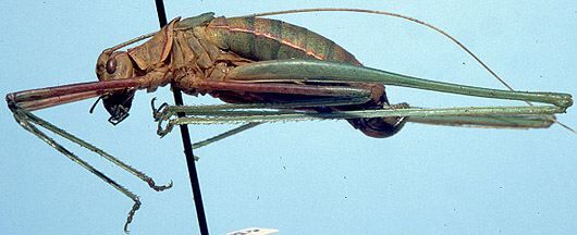 Arethaea polingi Hebard, 1935: female, lateral view (allotype). (Otu).