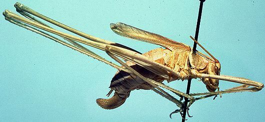 Arethaea semialata Rehn & Hebard, 1914: female (allotype). (Otu).